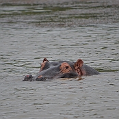 "Hippopotamus" St. Lucia, South Africa